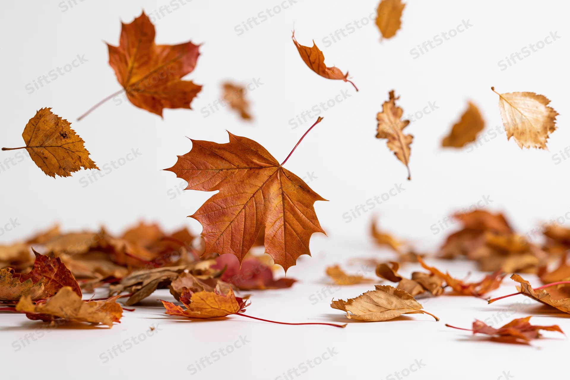 Autumn leaves falling and scattered on a white surface