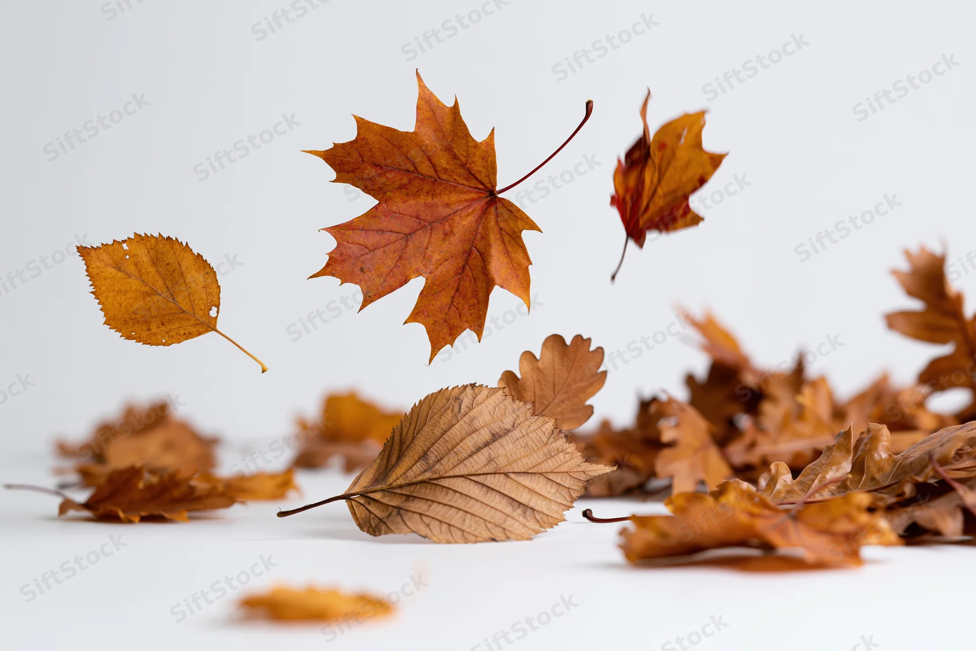Autumn leaves falling and resting on a white surface