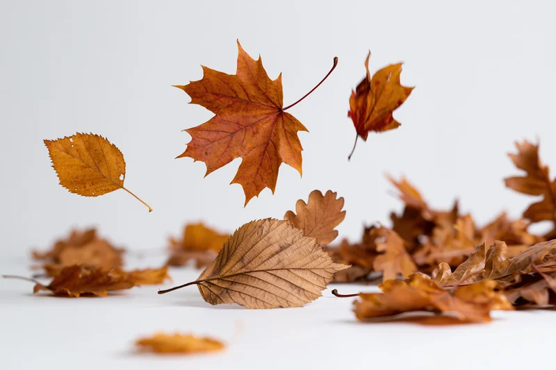 Autumn leaves falling and resting on a white surface