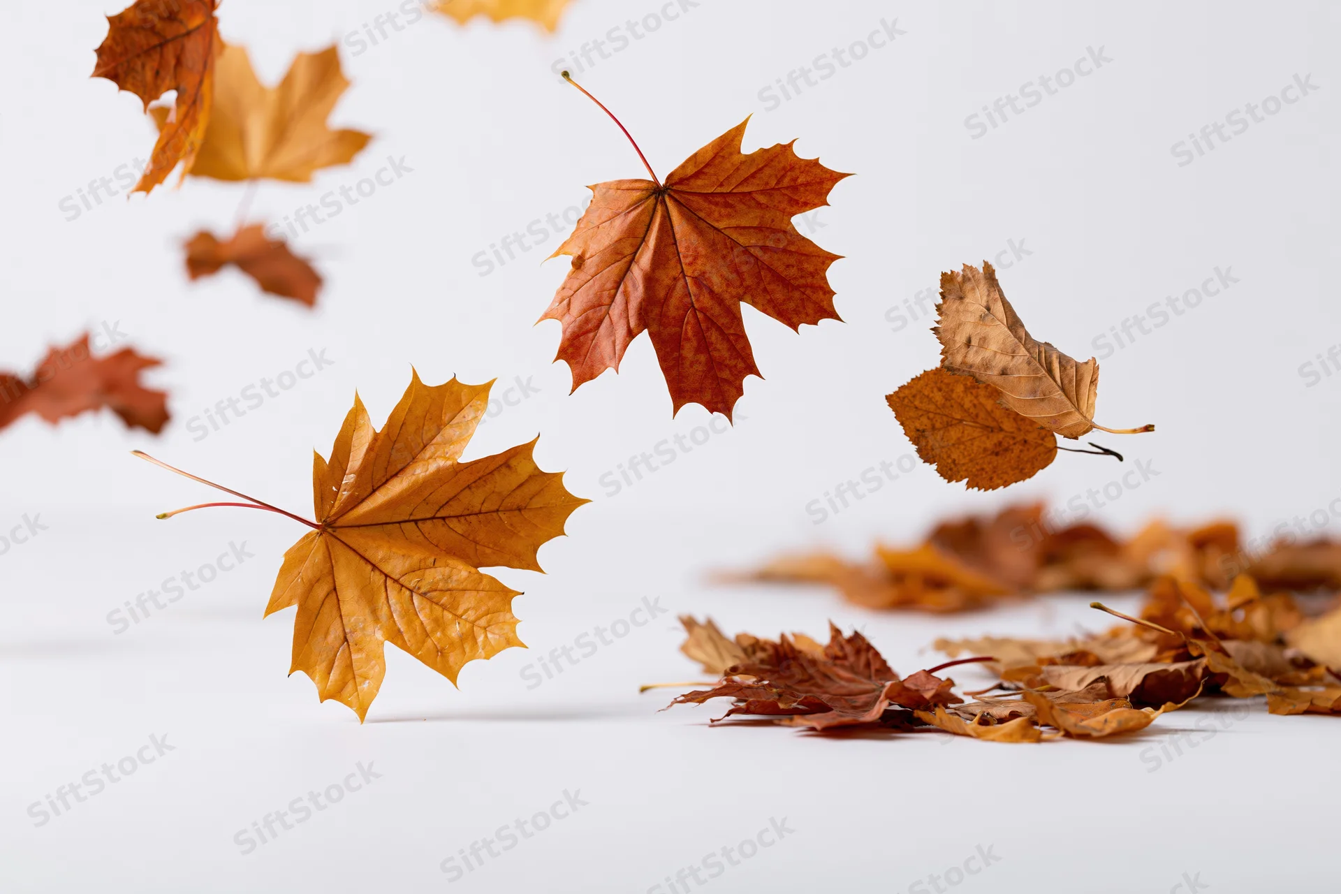 Autumn leaves falling and resting on a white surface