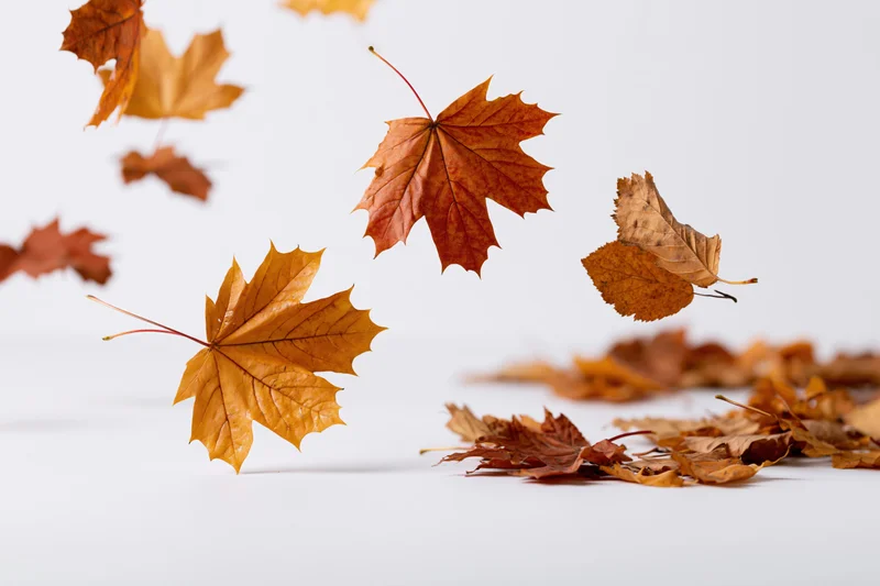 Autumn leaves falling and resting on a white surface