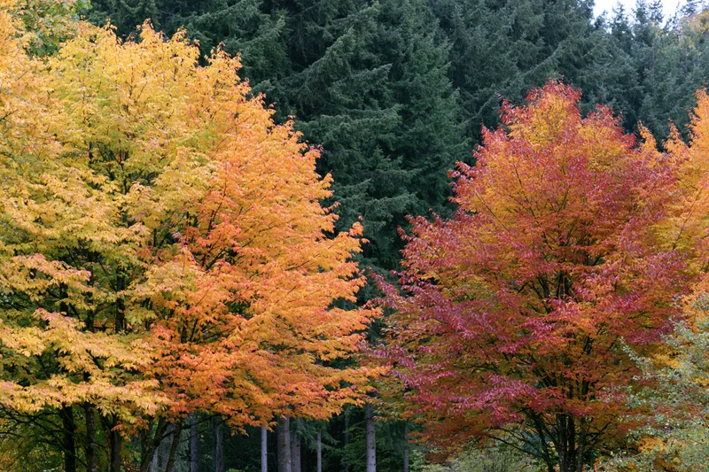Colorful deciduous trees in peak autumn foliage against evergreen forest backdrop