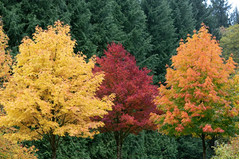 Colorful deciduous trees in autumn foliage against evergreen forest backdrop