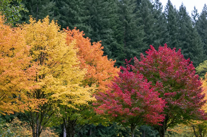 Colorful deciduous trees in peak autumn foliage against a backdrop of evergreen forest