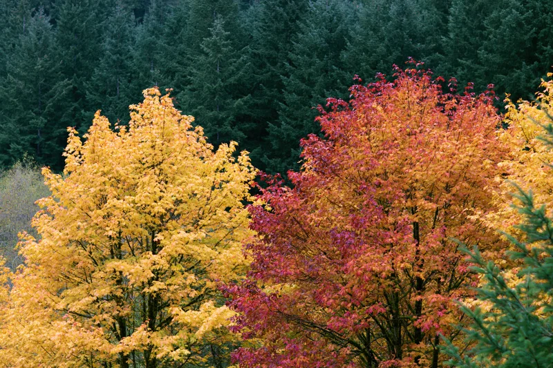 Colorful deciduous trees in peak autumn foliage against a backdrop of evergreen forest