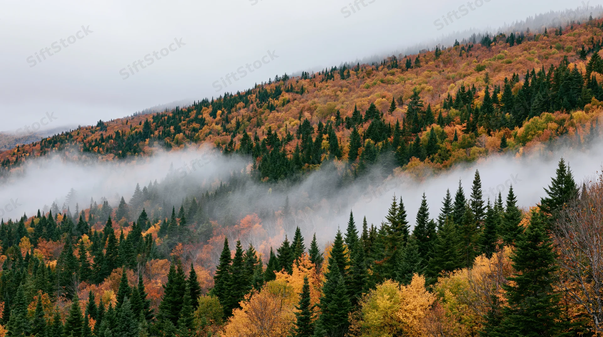 Autumn forest on misty hills with spruce and colorful deciduous trees