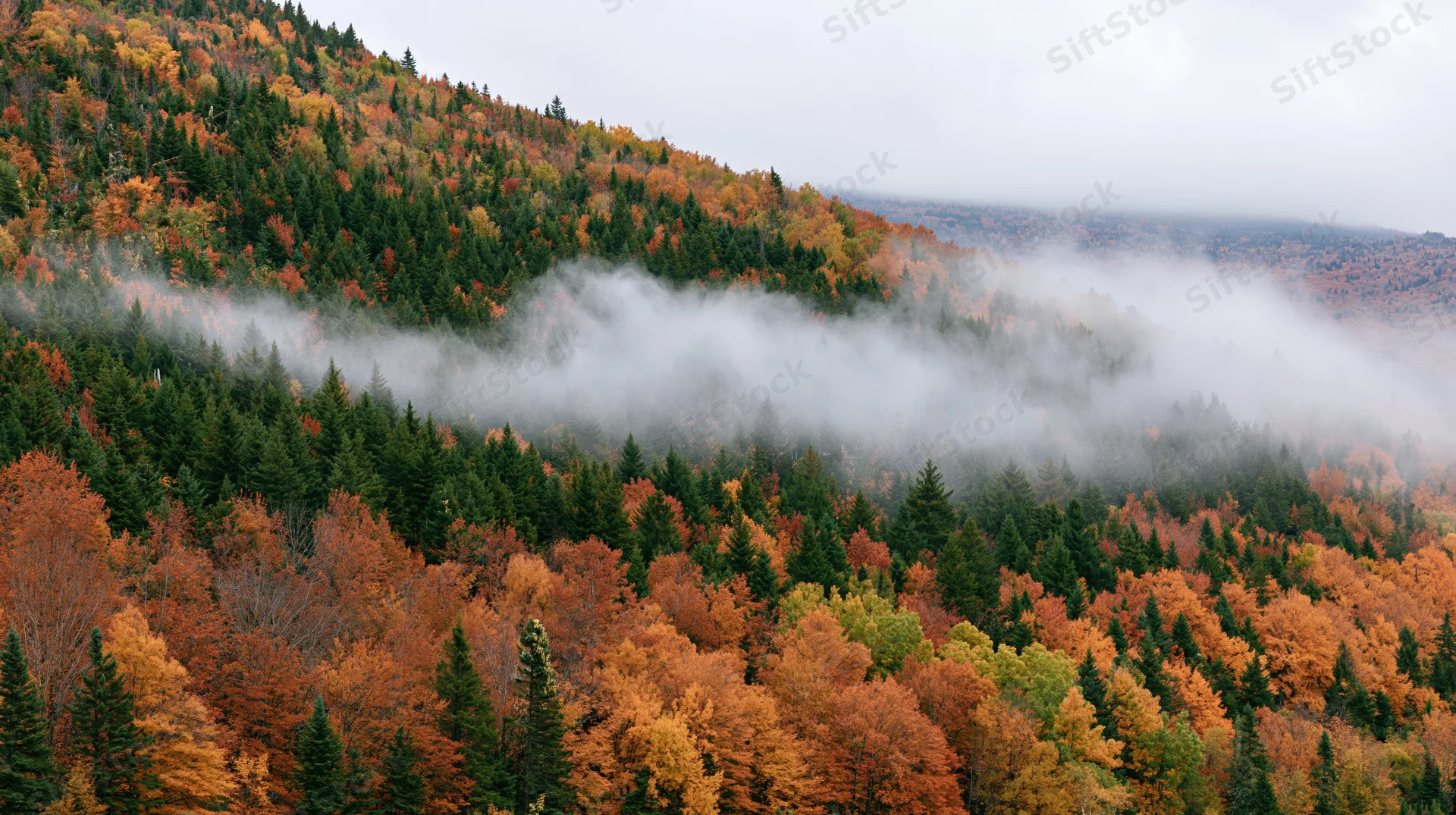 Autumn forest on misty mountainside with mixed evergreen and deciduous trees