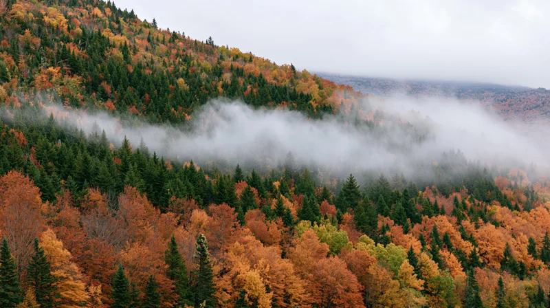 Autumn forest on misty mountainside with mixed evergreen and deciduous trees