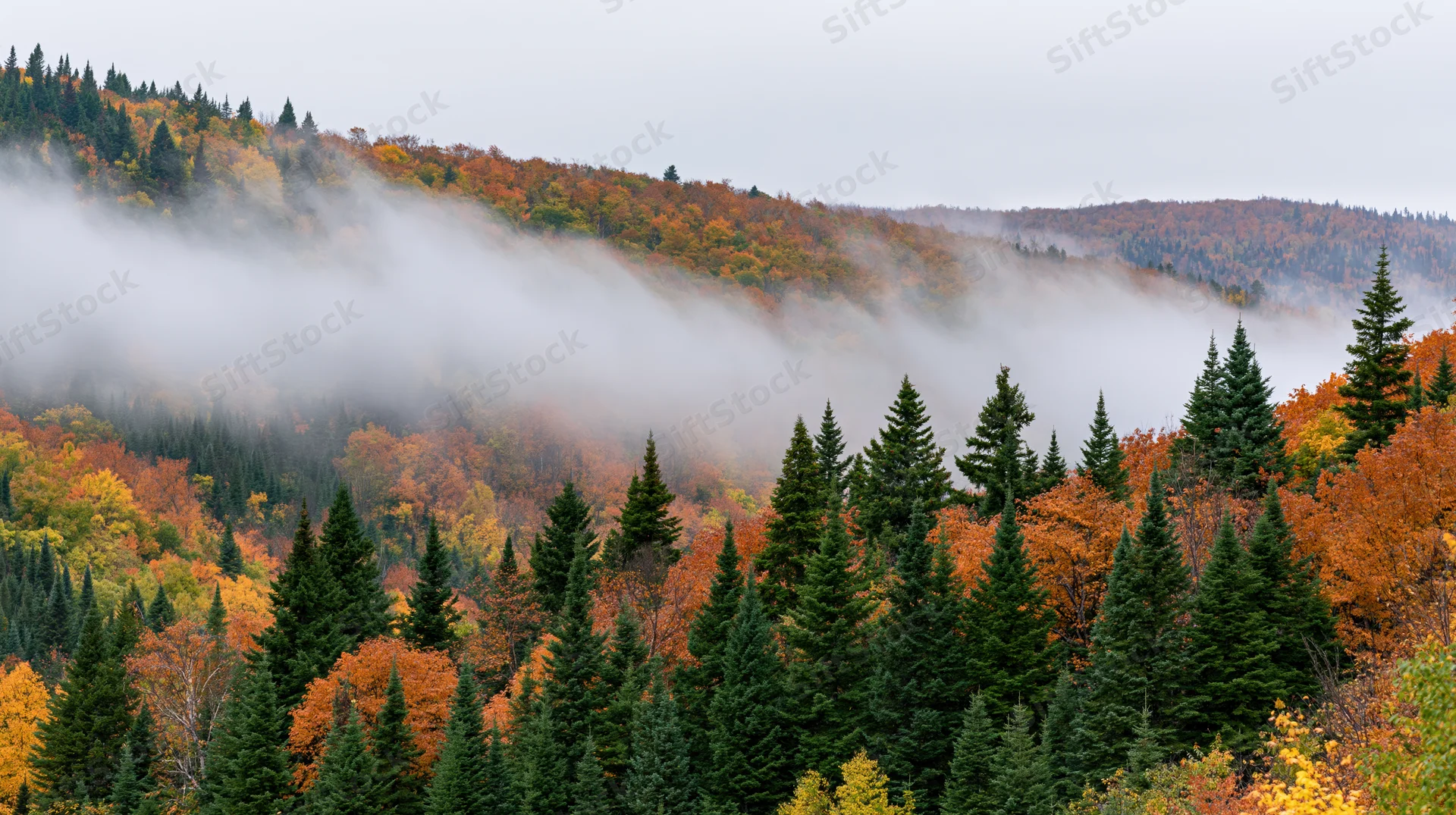 Misty autumn forest on a hillside with spruce and colorful deciduous trees