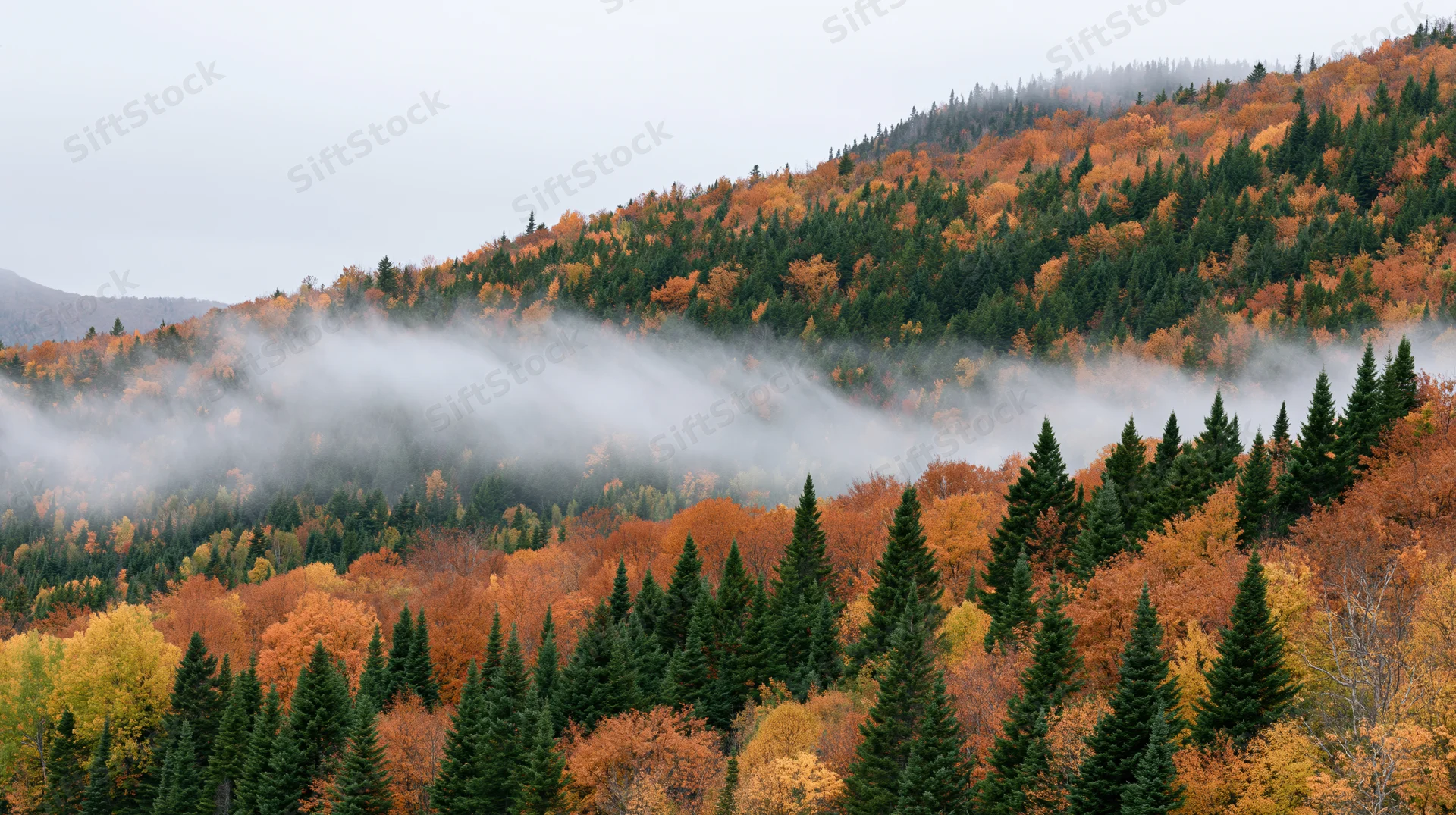 Fog drifting through autumn forest on mountain slopes