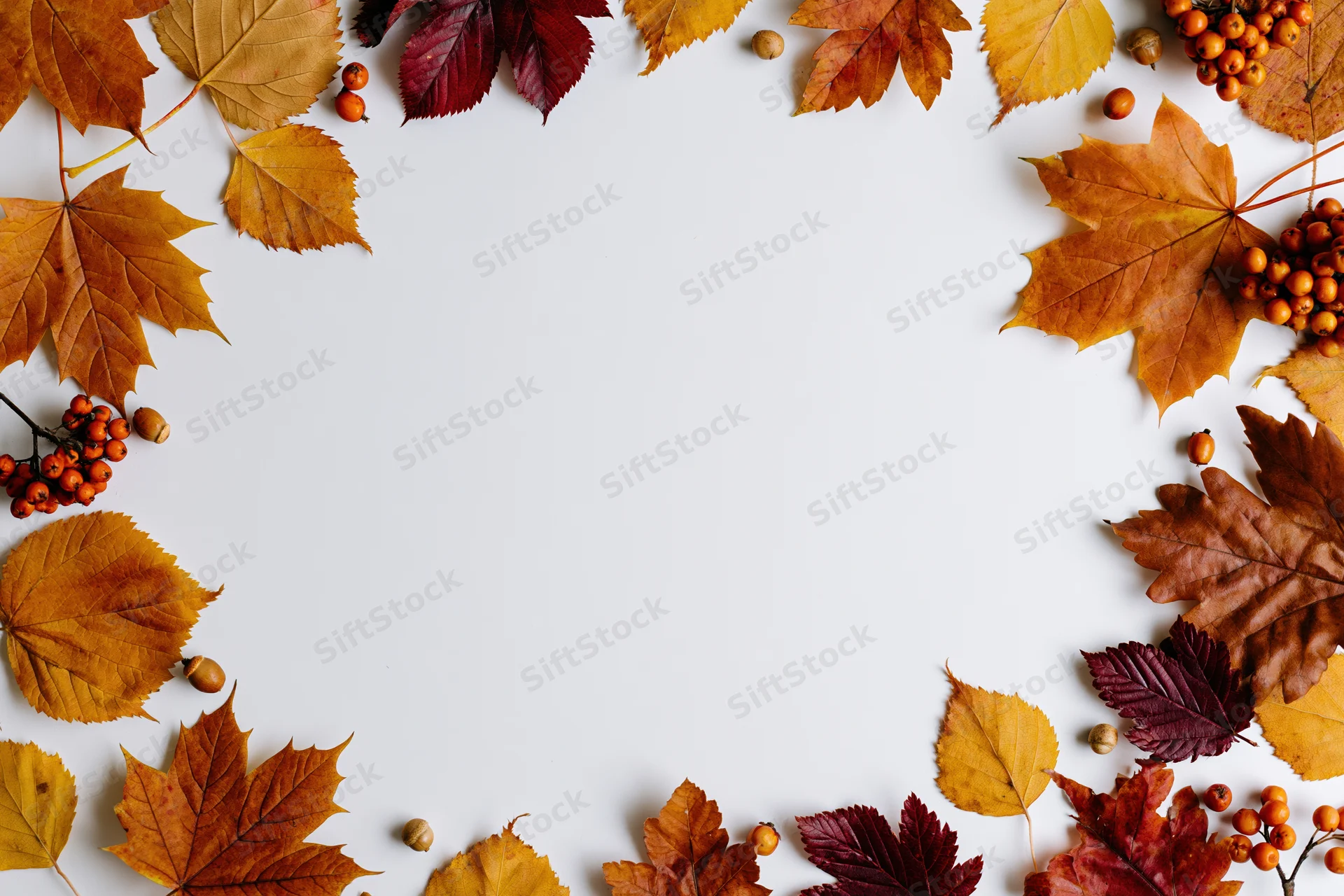Autumn leaves and berries arranged in a border around a white surface with copyspace