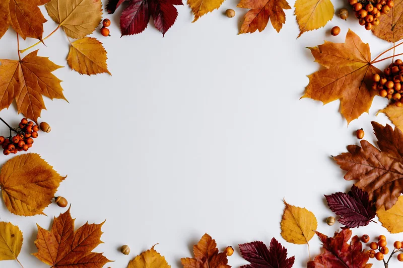 Autumn leaves and berries arranged in a border around a white surface with copyspace