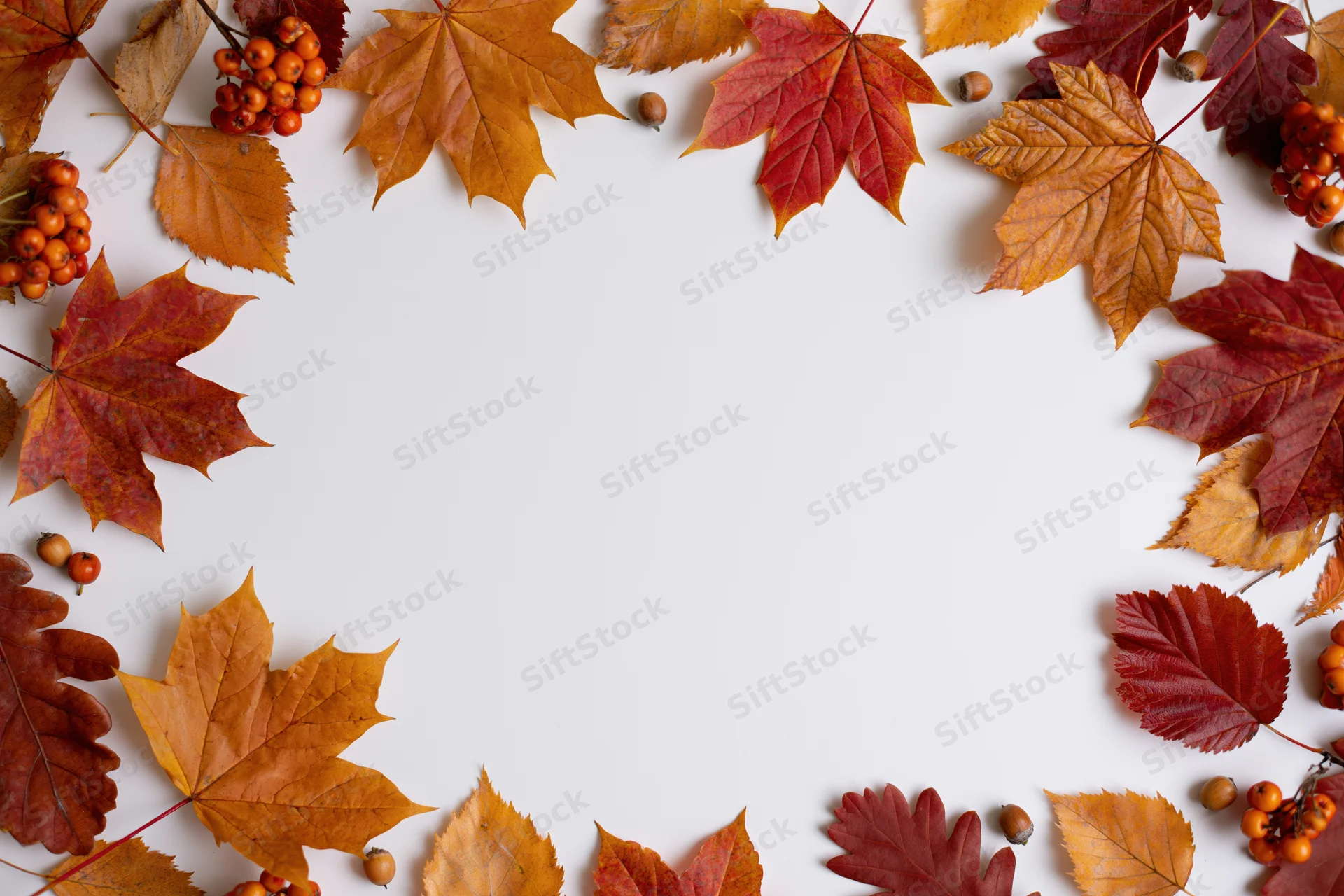 Autumn leaves and berries arranged in a border around a white background with copyspace