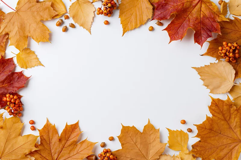 Autumn leaves and berries arranged in a border around a white background with copyspace