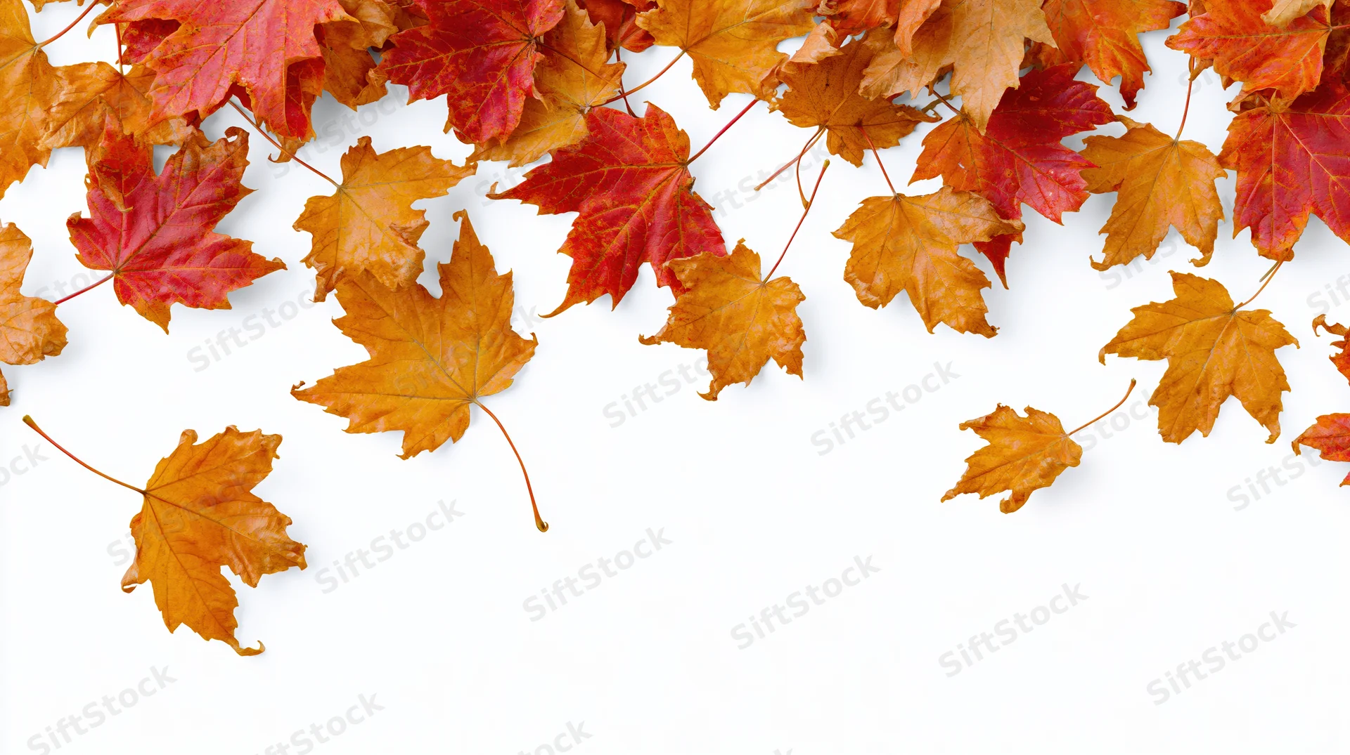 Autumn maple leaves scattered across white background with copyspace