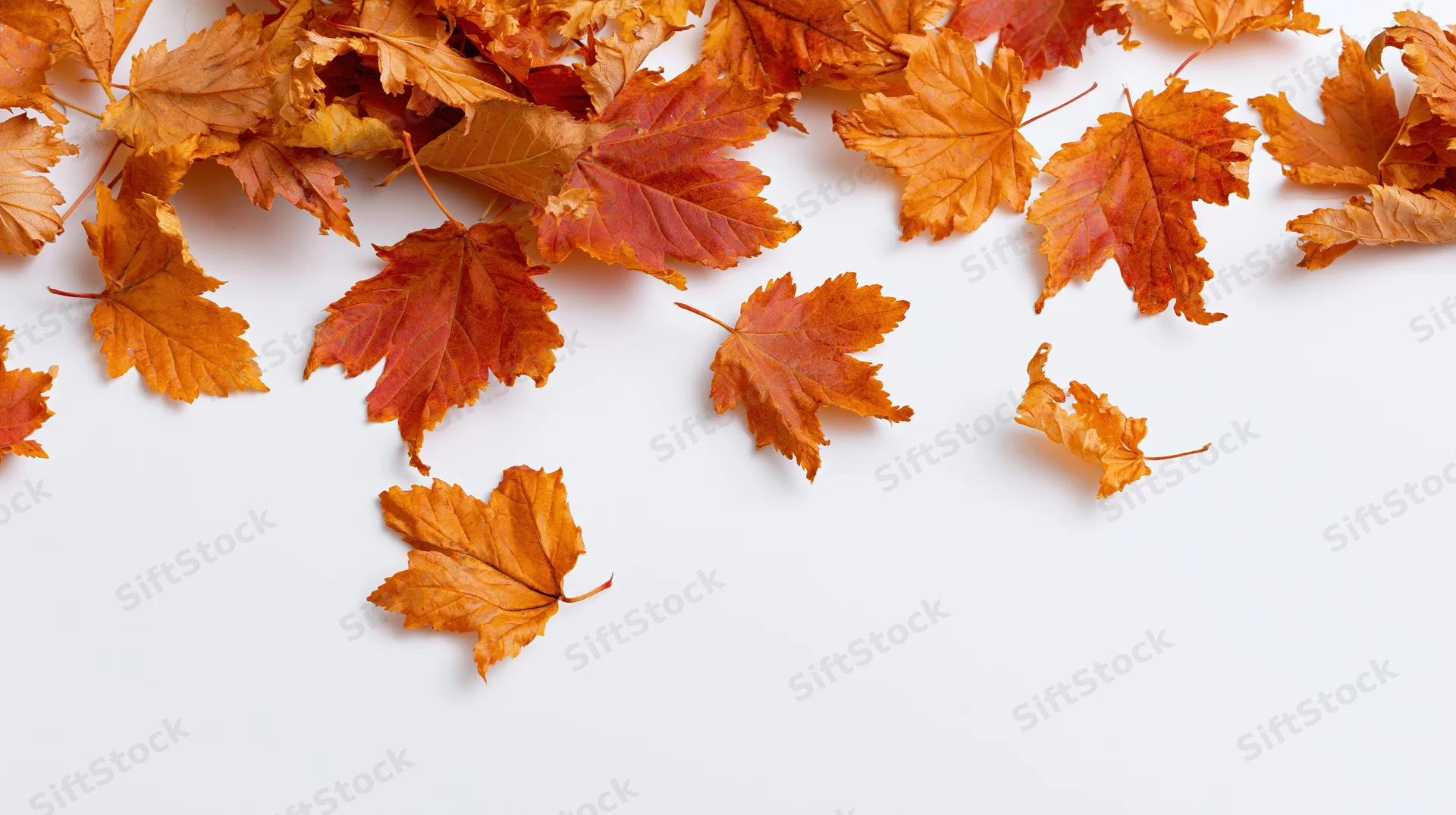 Scattered autumn maple leaves in warm red orange and golden brown tones on white surface