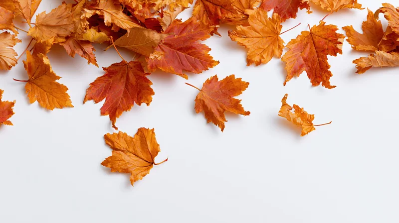 Scattered autumn maple leaves in warm red orange and golden brown tones on white surface
