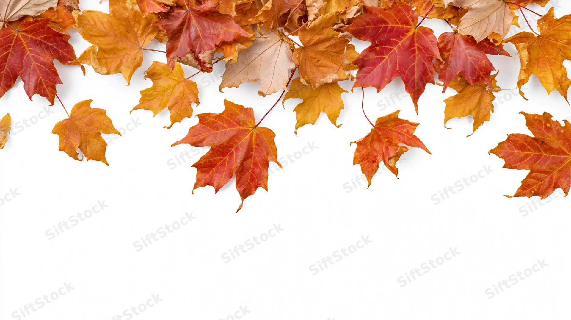 Autumn maple leaves scattered across white background with copyspace below