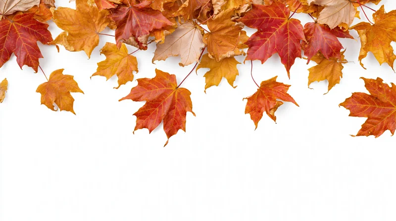 Autumn maple leaves scattered across white background with copyspace below