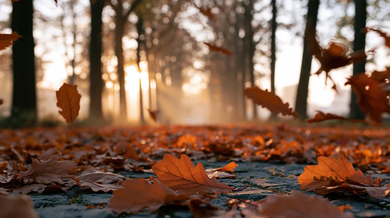 Autumn leaves falling on a cobblestone path in a forest at sunrise