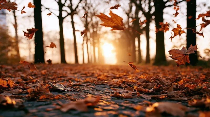 Autumn leaves falling along a cobblestone path lined with trees at sunset