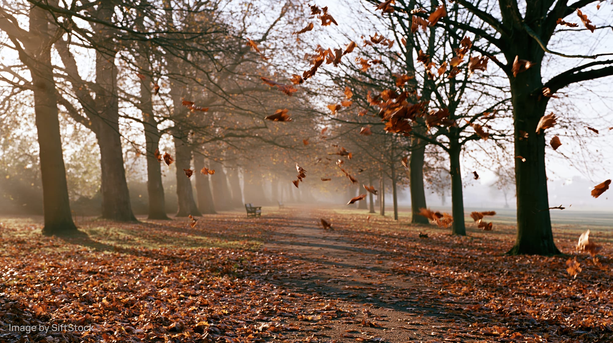 Autumn leaves swirling mid-air above a leaf-carpeted park path