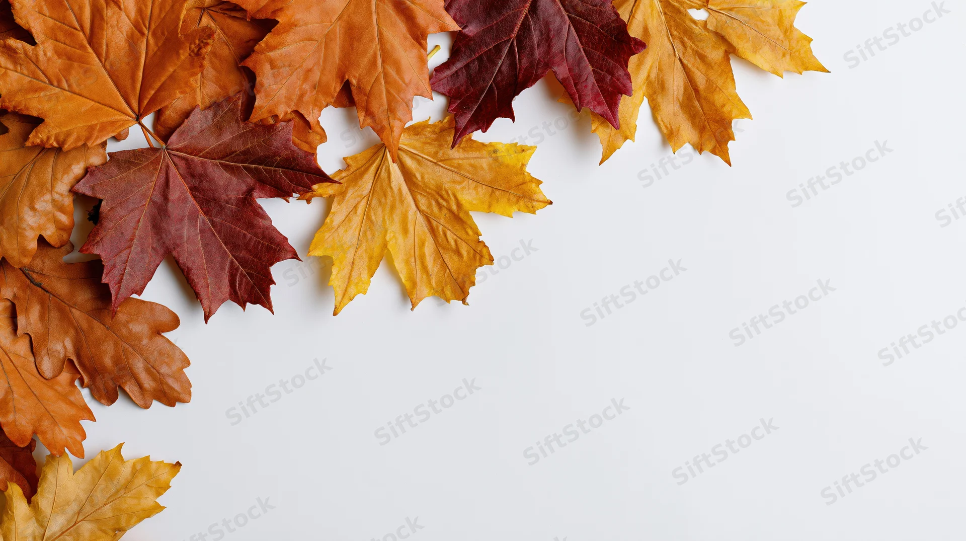Autumn maple and oak leaves arranged along the left edge on white background with copyspace