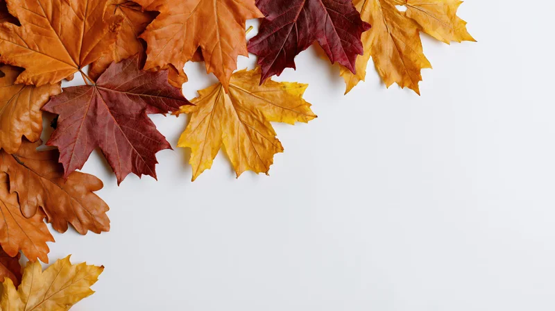 Autumn maple and oak leaves arranged along the left edge on white background with copyspace