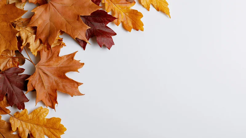 Autumn maple and oak leaves arranged along the left edge on a white surface with copyspace