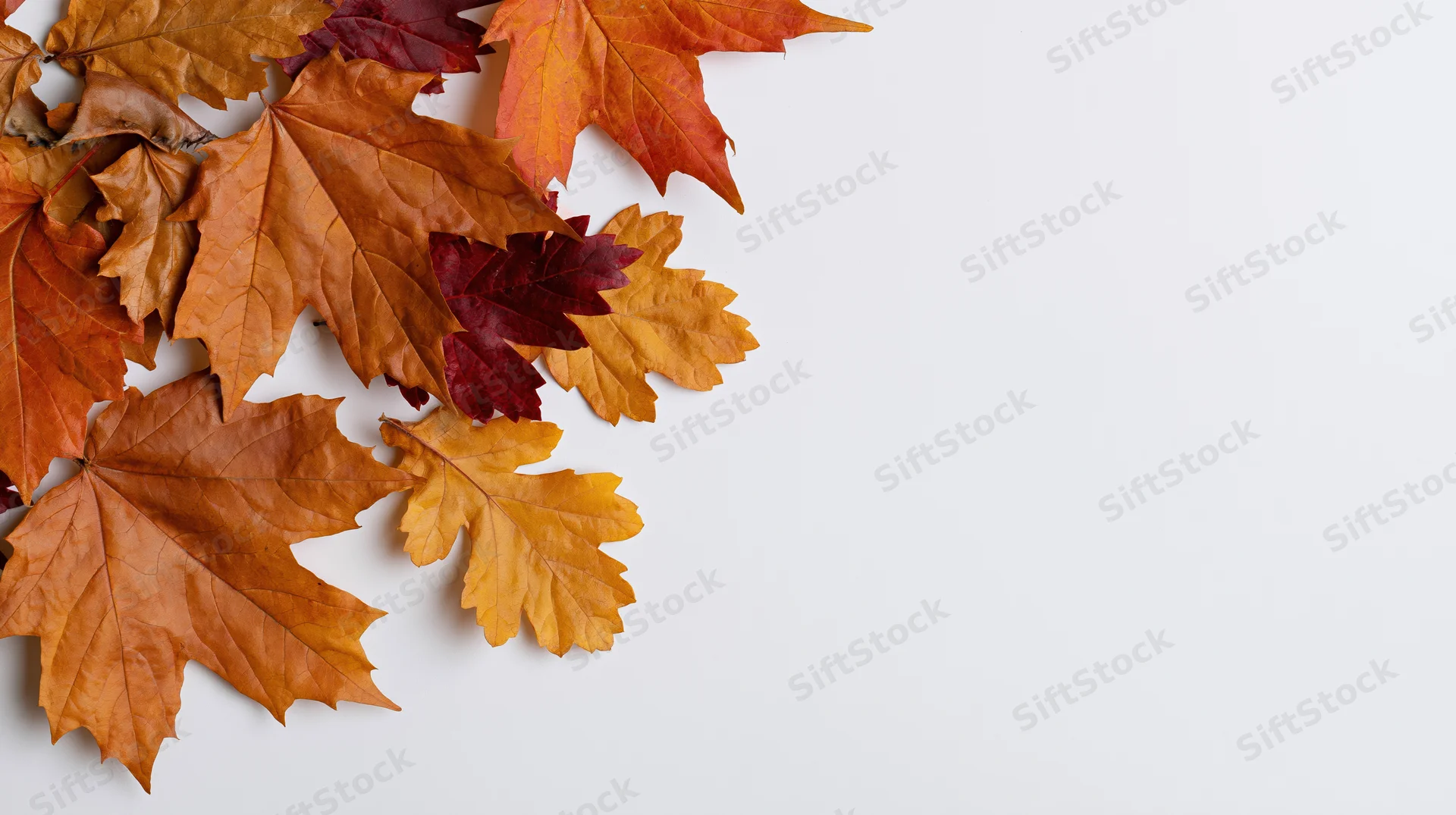 Autumn maple and oak leaves arranged along the left edge on white background