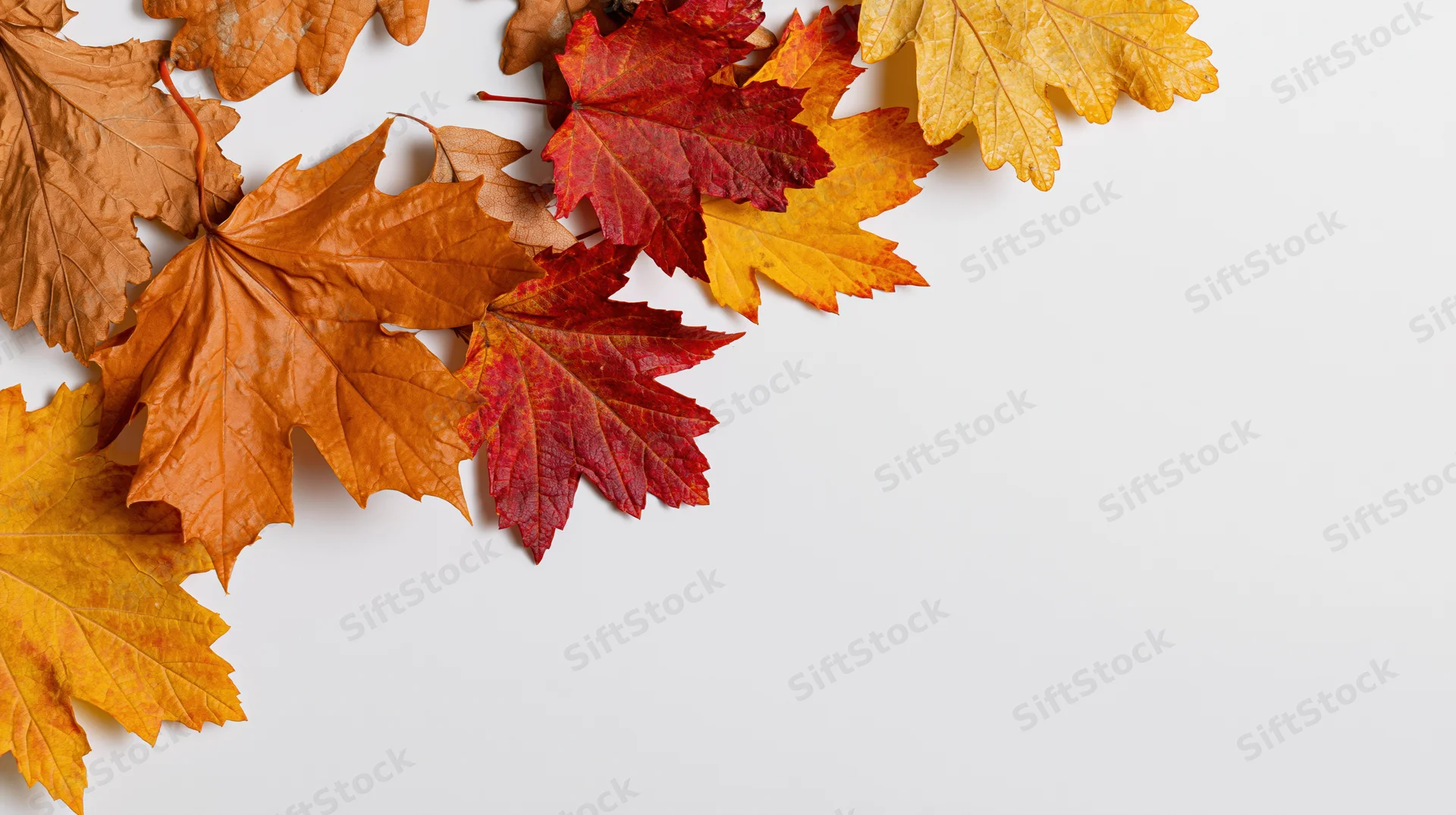 Autumn maple and oak leaves arranged along the left edge on white background with copyspace
