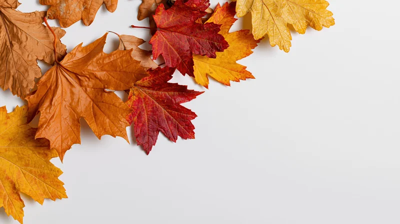 Autumn maple and oak leaves arranged along the left edge on white background with copyspace