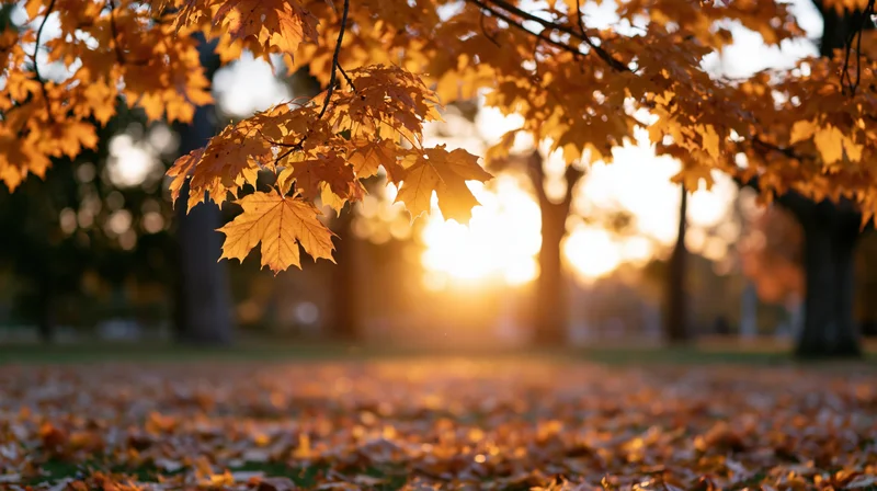 Golden maple leaves hanging over a carpet of fallen foliage in a park at sunset