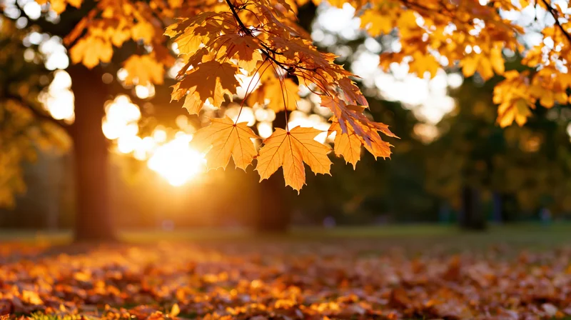 Golden maple leaves hanging over a park path at sunset in autumn