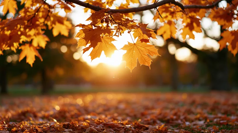 Maple leaves hanging over a carpet of fallen foliage in a park at sunset