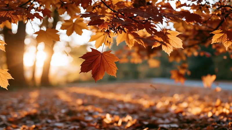 Maple leaves falling from branches over a carpet of fallen foliage in autumn forest at golden hour