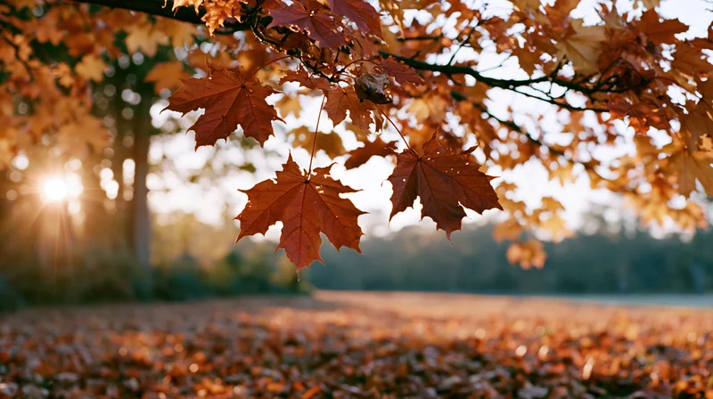 Maple leaves hanging from branches over a carpet of fallen foliage in a sunlit autumn forest