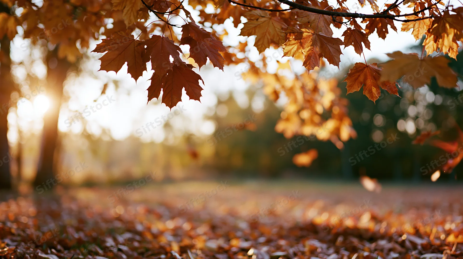 Autumn maple leaves falling from branches over a carpet of fallen foliage in a sunlit forest