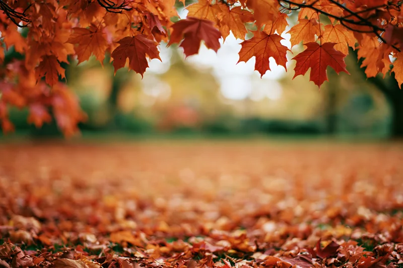 Autumn maple branches with orange and red leaves framing a carpet of fallen foliage on the ground in a park