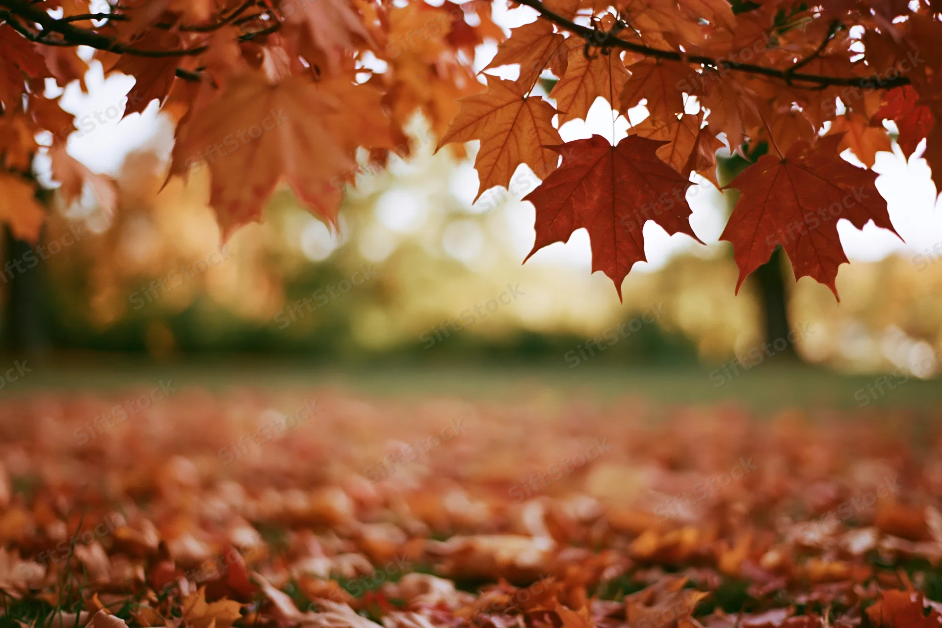 Autumn maple leaves framing a blurred park scene with fallen foliage on the ground