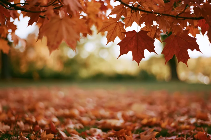 Autumn maple leaves framing a blurred park scene with fallen foliage on the ground
