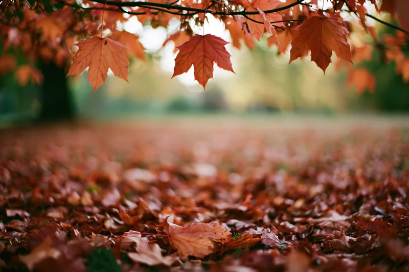 Autumn maple leaves framing a carpet of fallen foliage in a park