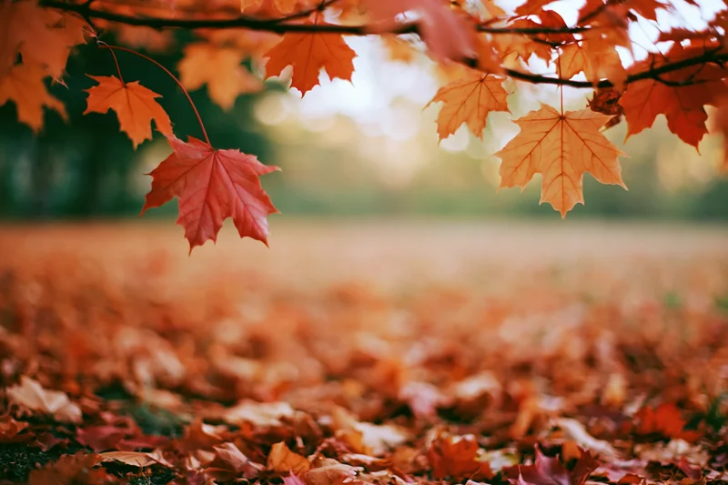 Maple branches with orange and red leaves framing a carpet of fallen foliage in an autumn forest