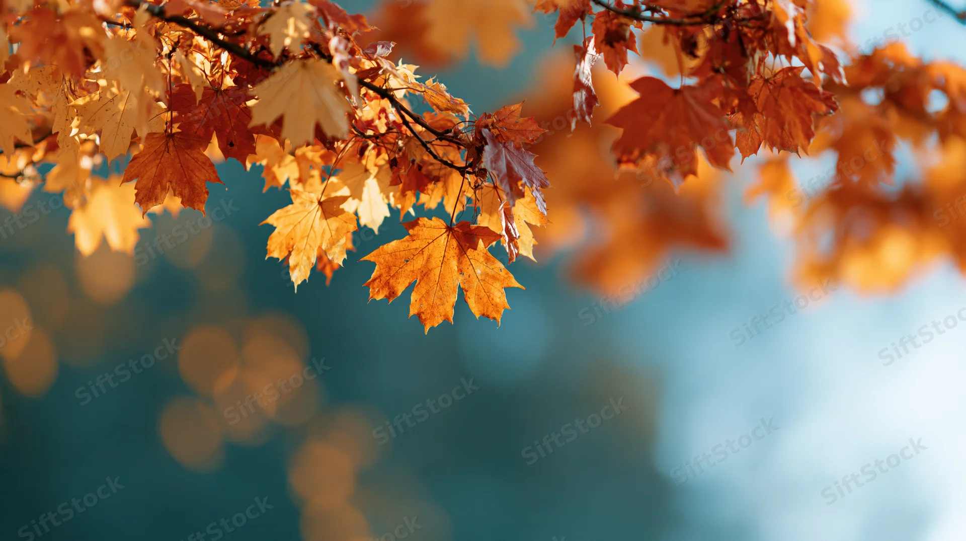 Maple branches with orange and red leaves against a blurred blue sky background