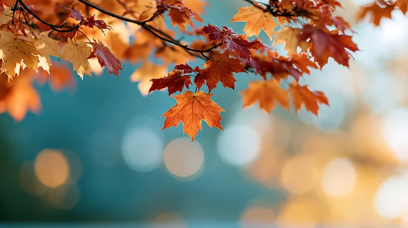 Maple branches with orange and red leaves framing the view against a blurred autumn backdrop