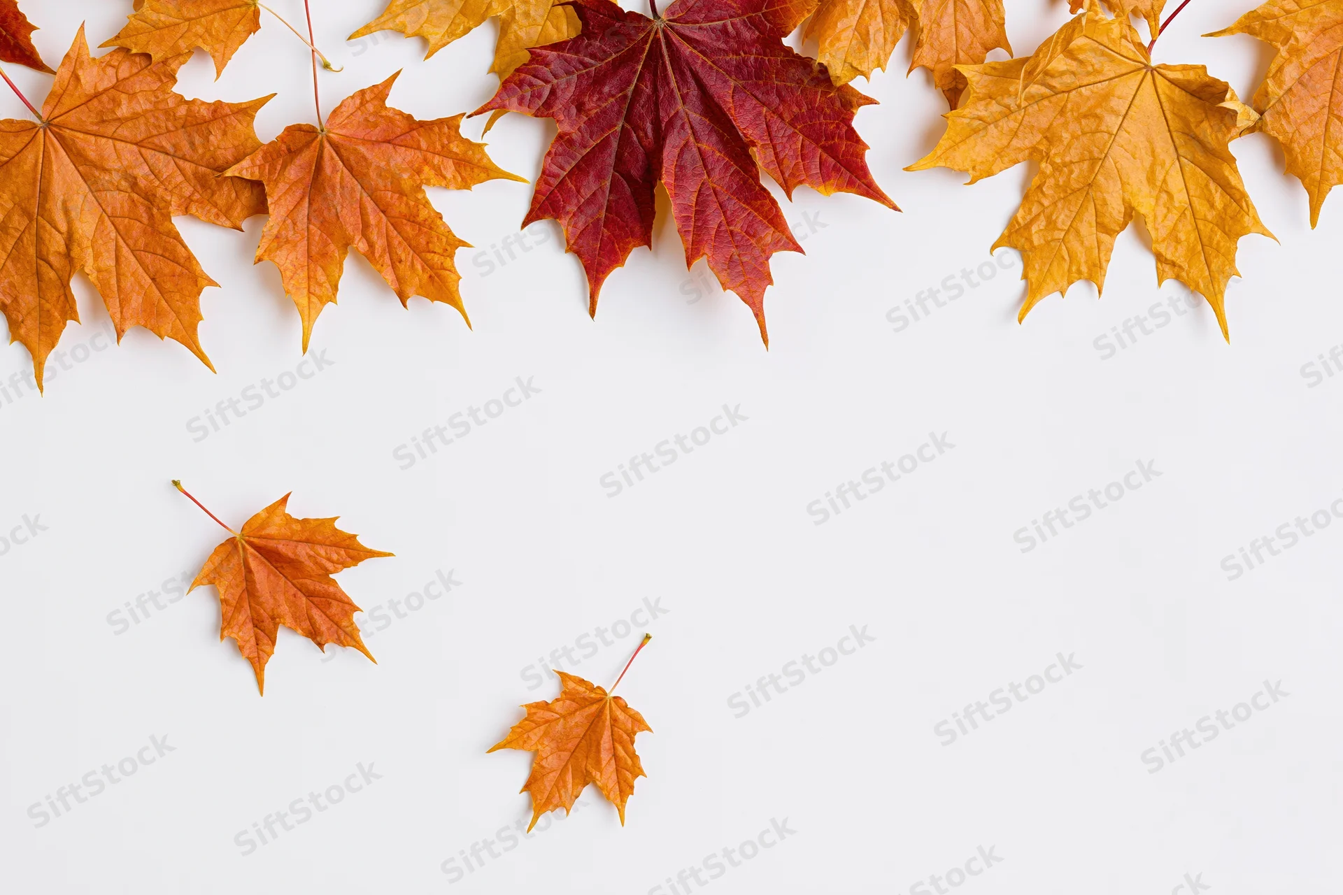 Maple leaves arranged as a border along the top of a white surface with copyspace below