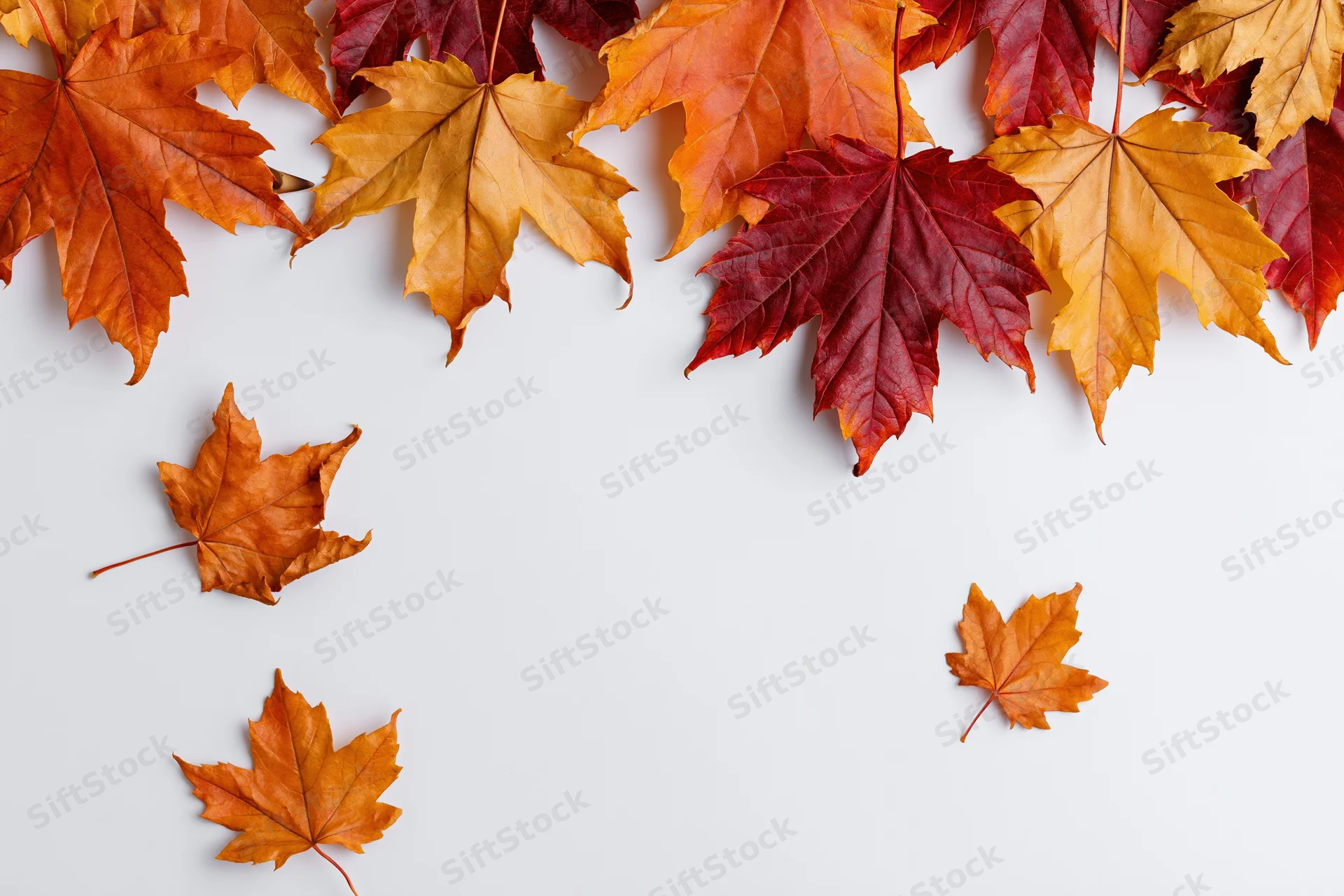 Maple leaves arranged as a border along the top of a white surface with copyspace below