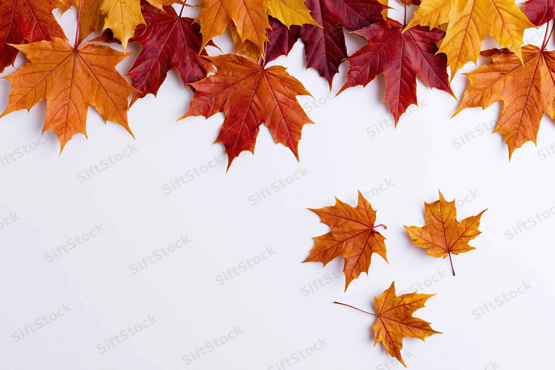 Autumn maple leaves arranged as a decorative border along the top and right side of a white surface with copyspace below
