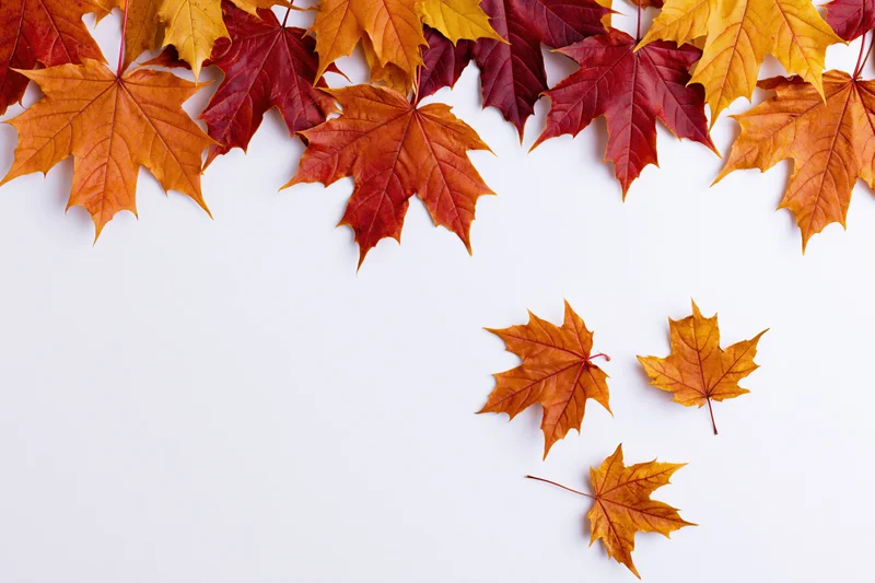 Autumn maple leaves arranged as a decorative border along the top and right side of a white surface with copyspace below