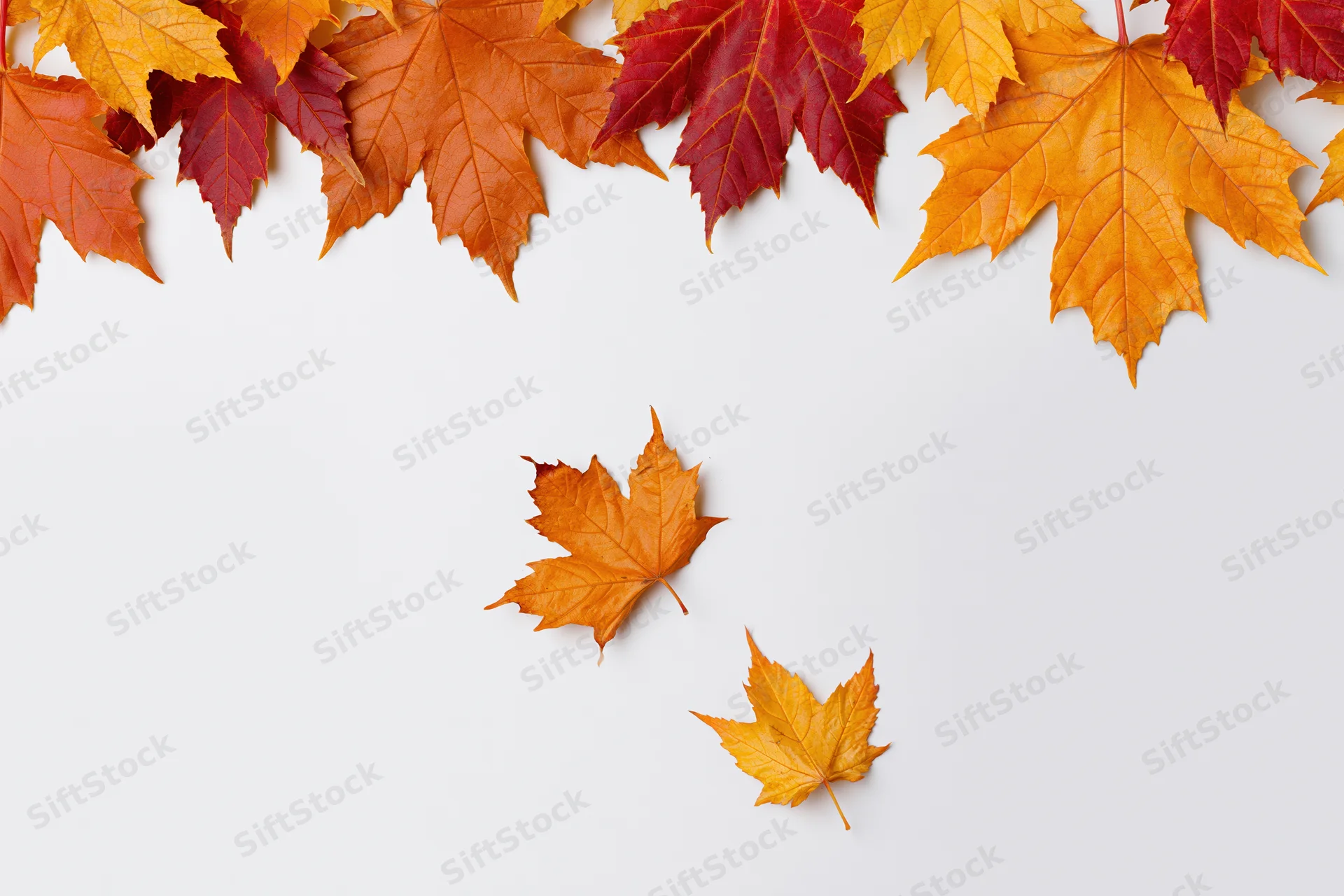 Autumn maple leaves arranged as a decorative border along the top of a white surface with copyspace below